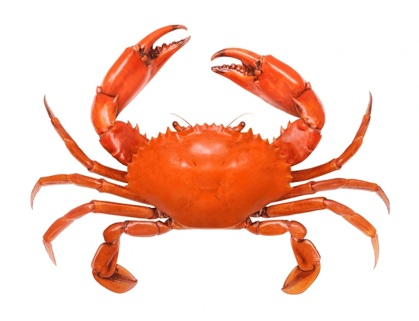 Crab